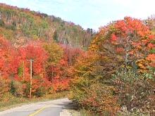 AutumnLeaves