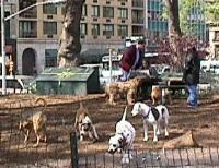 DogRun