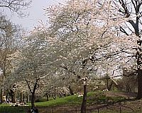 CherryTrees
