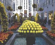 RockefellerAutumn
