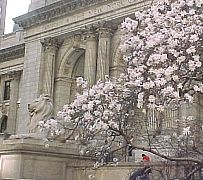 NYPLBloom